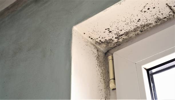 Best Post-Construction Mold Inspection  in Florin, CA