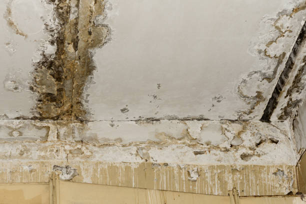 Best Air Quality Testing for Mold Spores  in Florin, CA