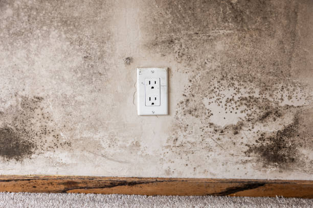 Best Crawl Space Mold Remediation  in Florin, CA