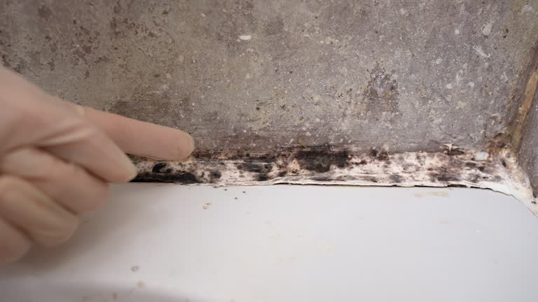 Best Attic Mold Removal  in Florin, CA